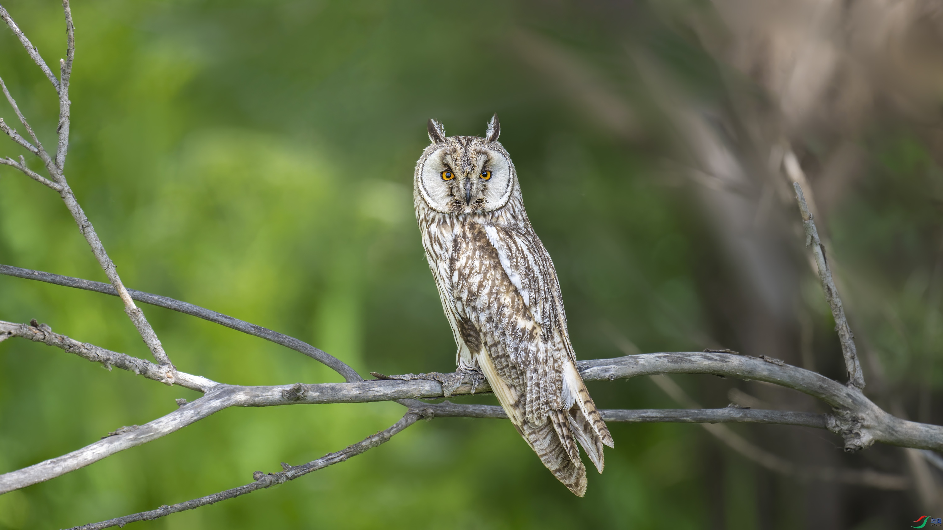 DSC_2503_DxO.jpg