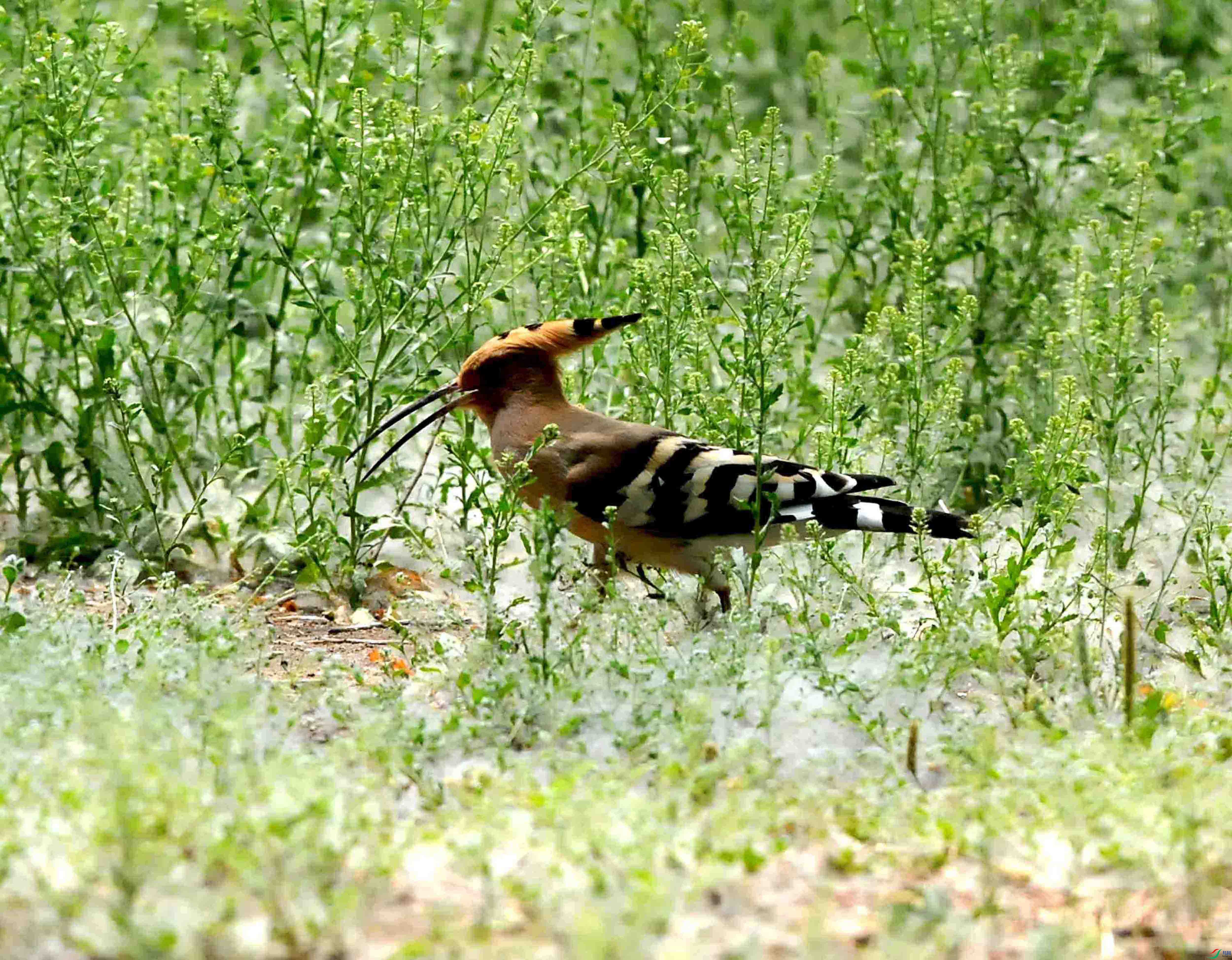 DSC_7663.JPG