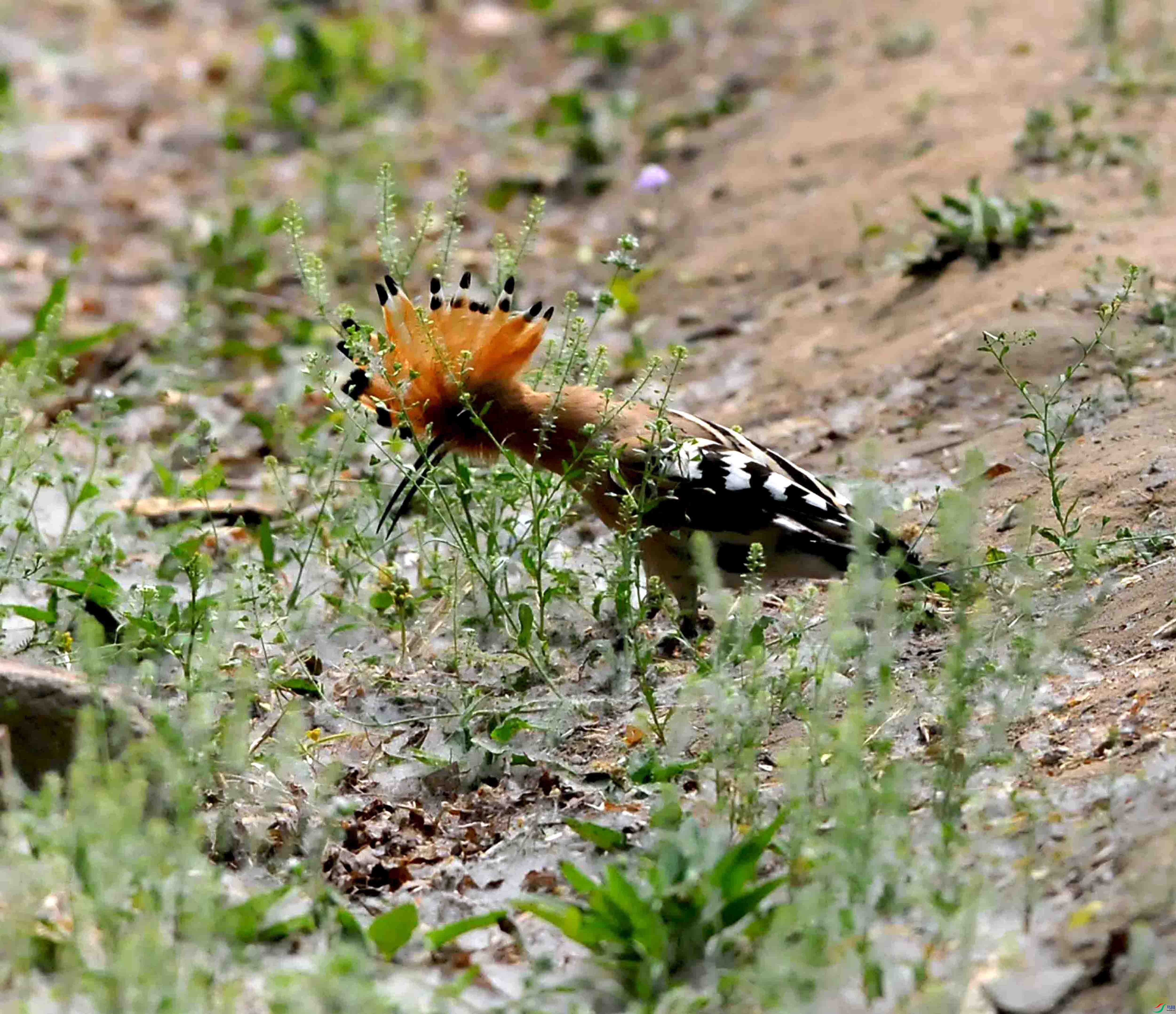 DSC_7672.JPG