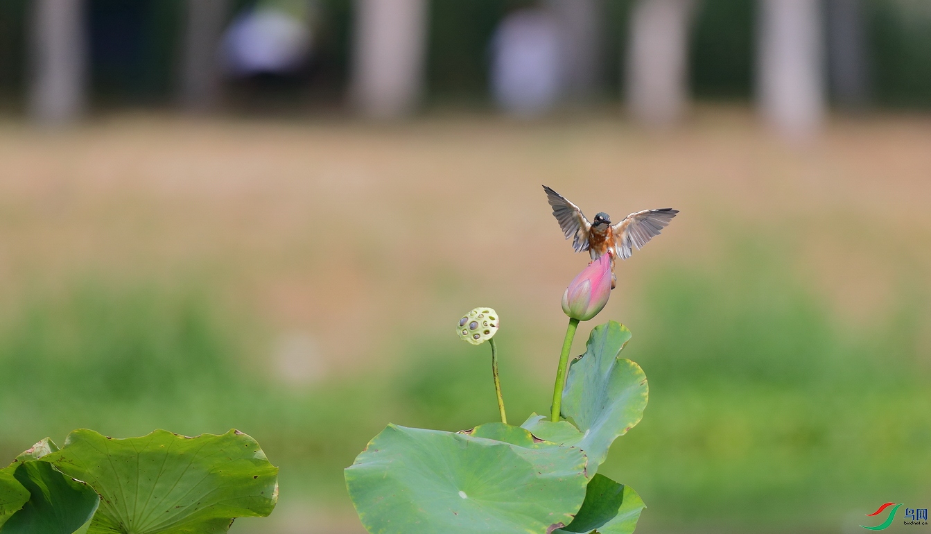 ����CL7I3067 - ����.jpg