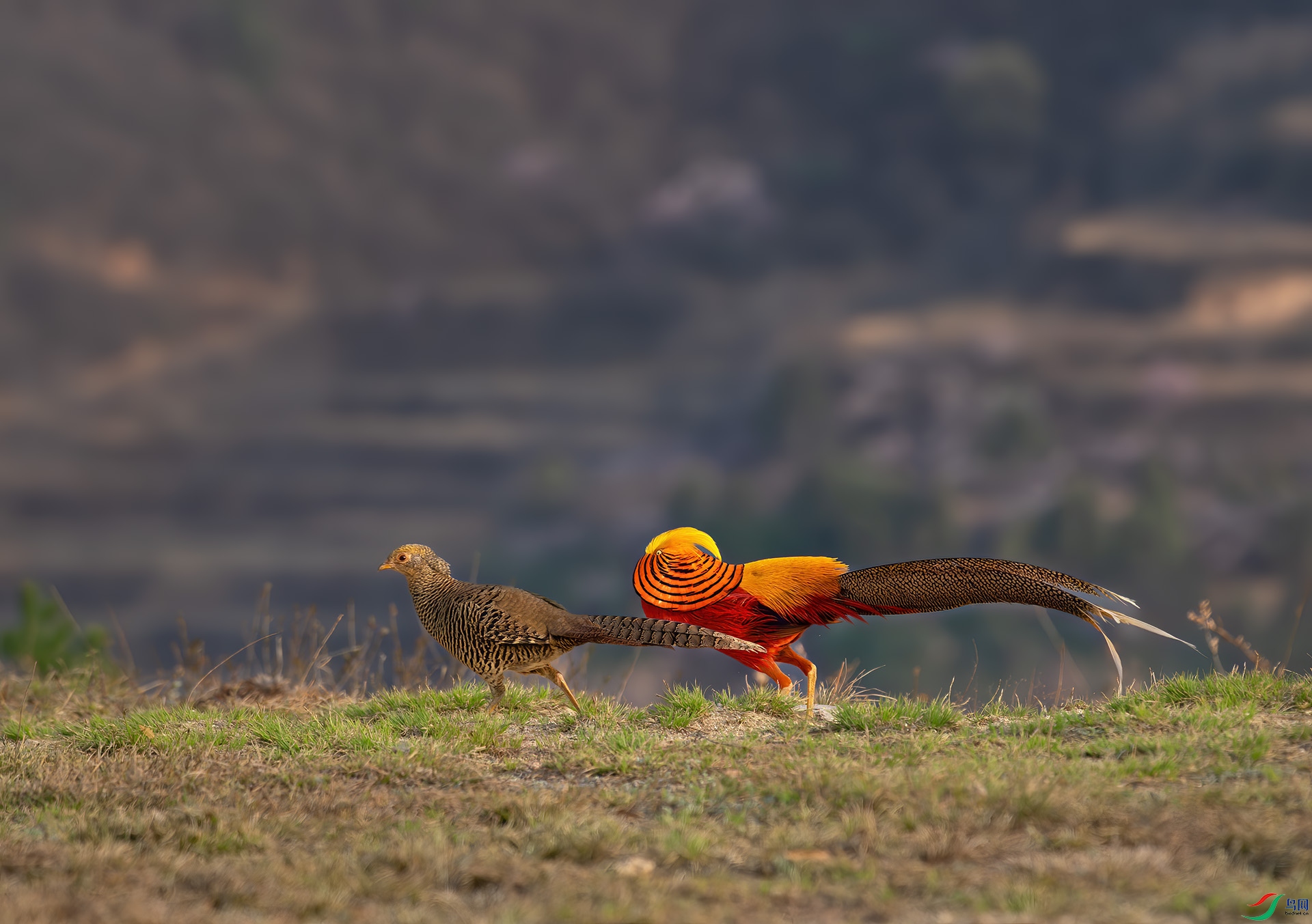 DSC_5998- 1.jpg