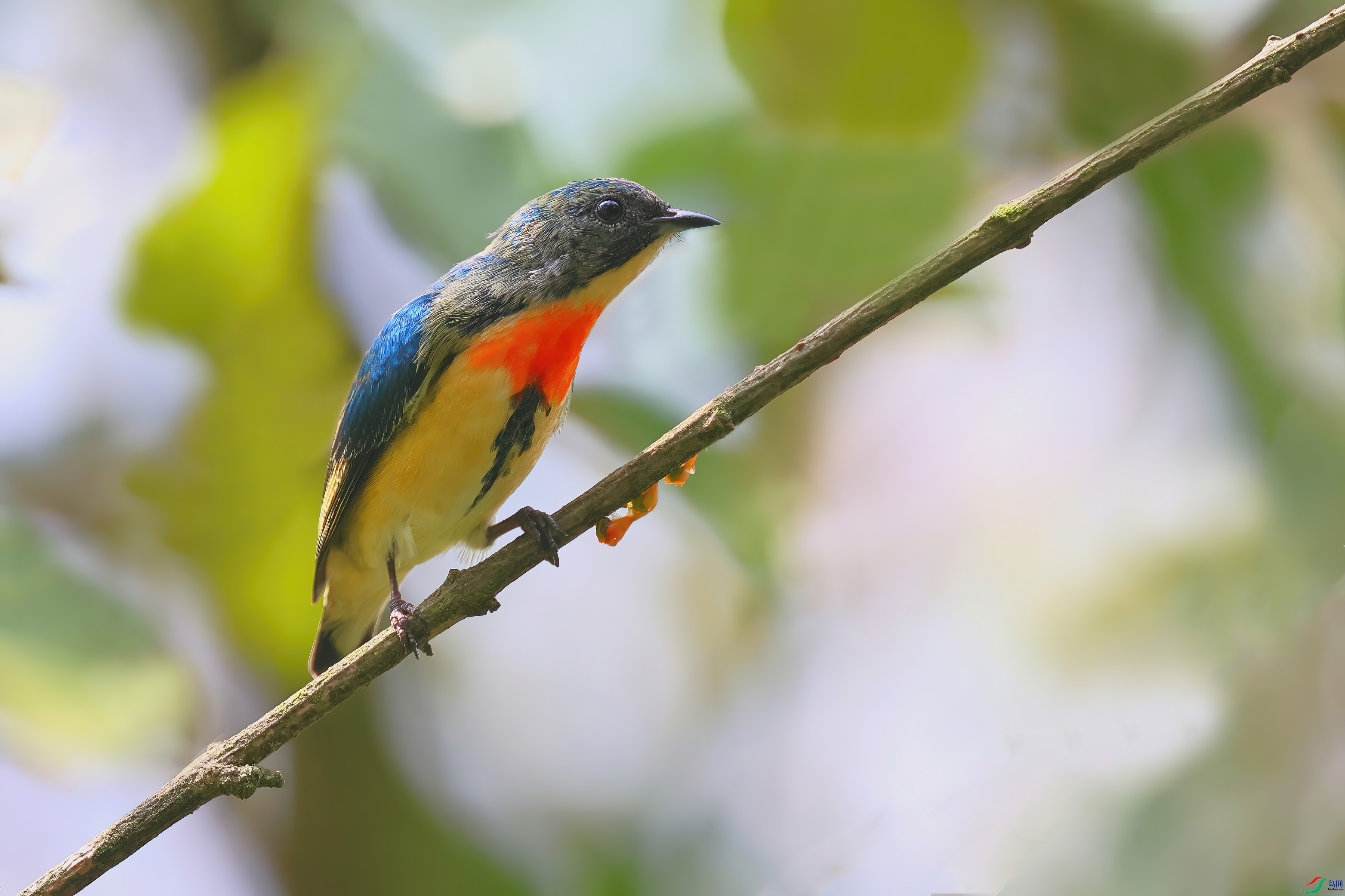 �����Ļ���