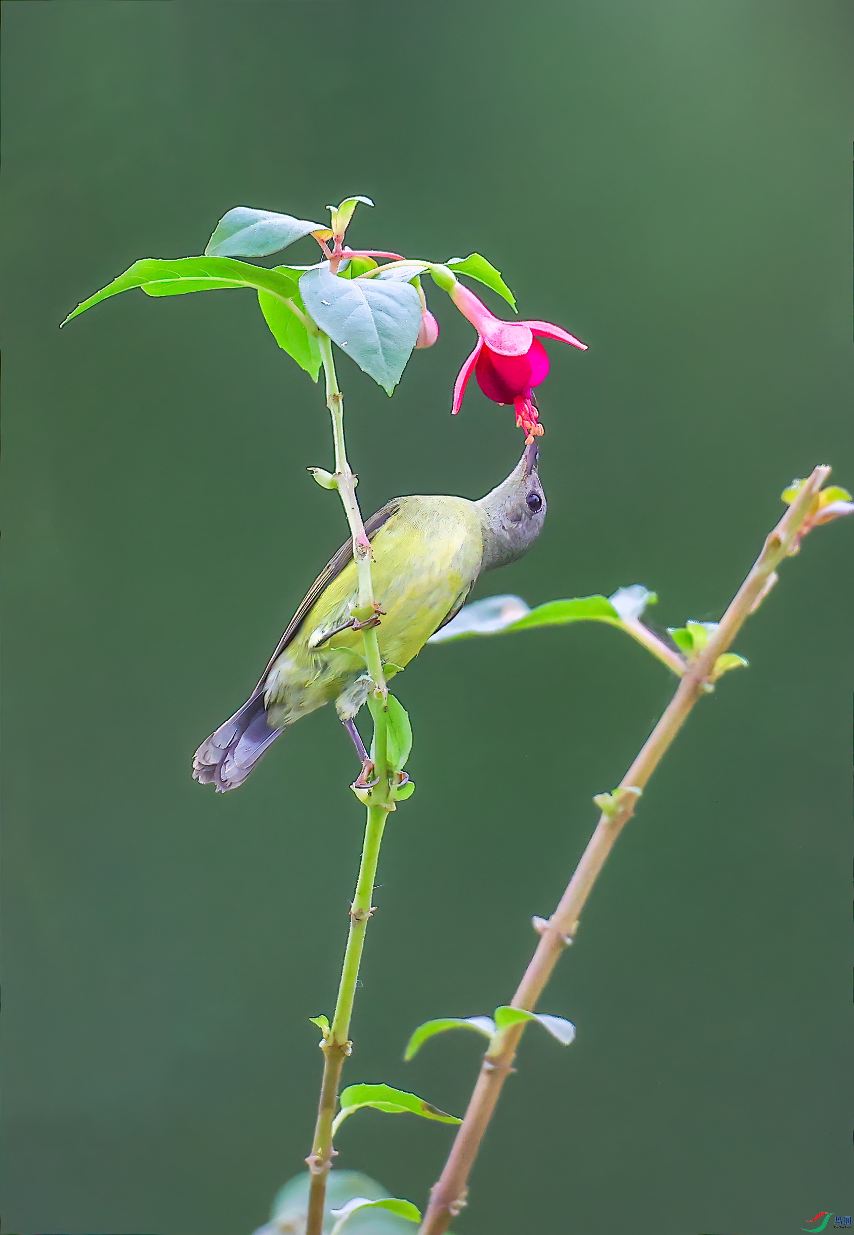 ̫���񣨴ƣ�