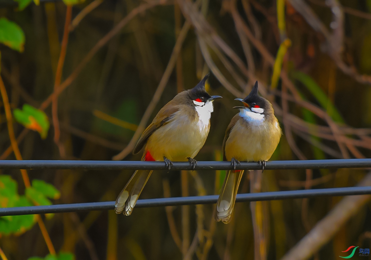 DSC_1376.JPG