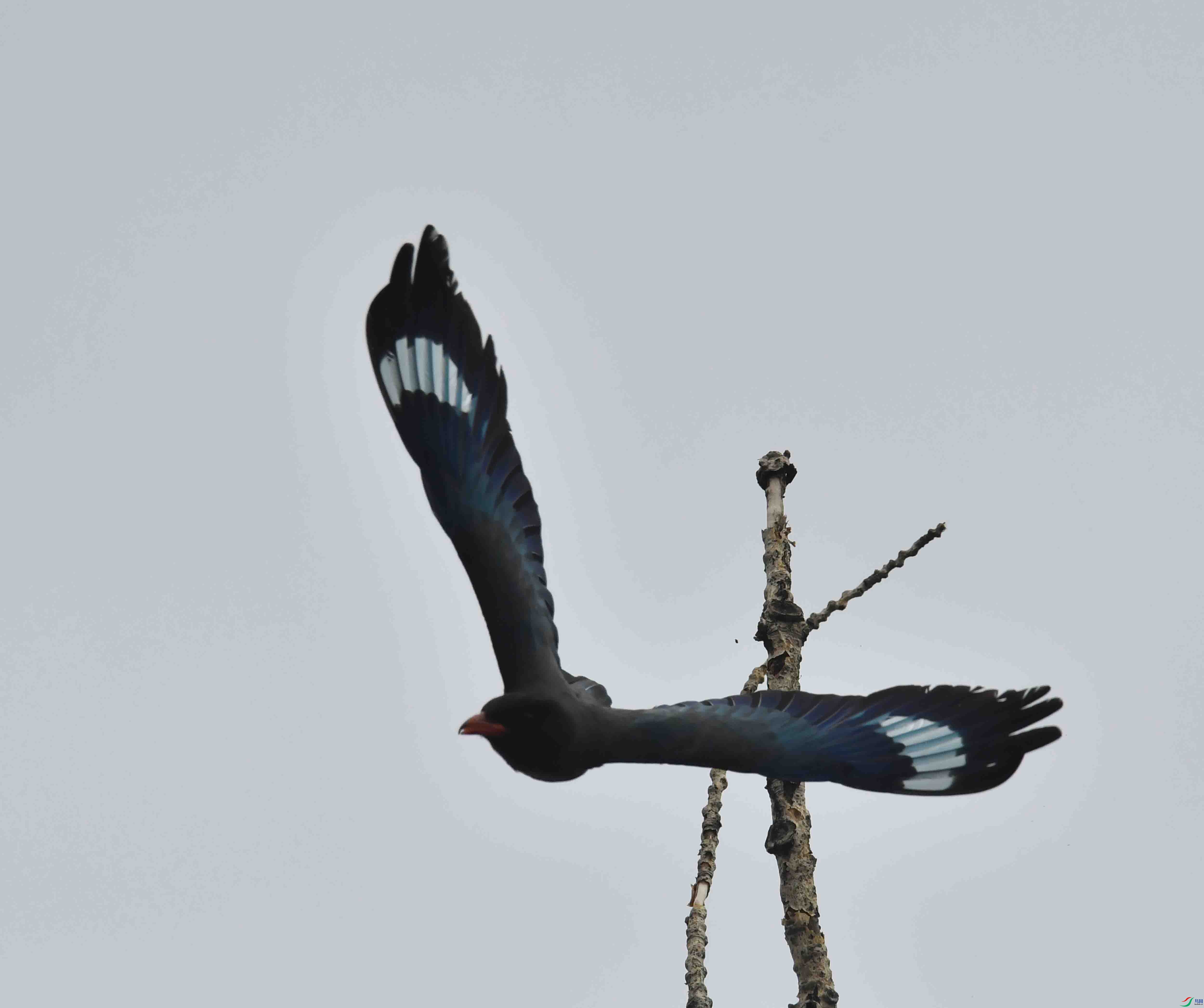 DSC_2972.JPG