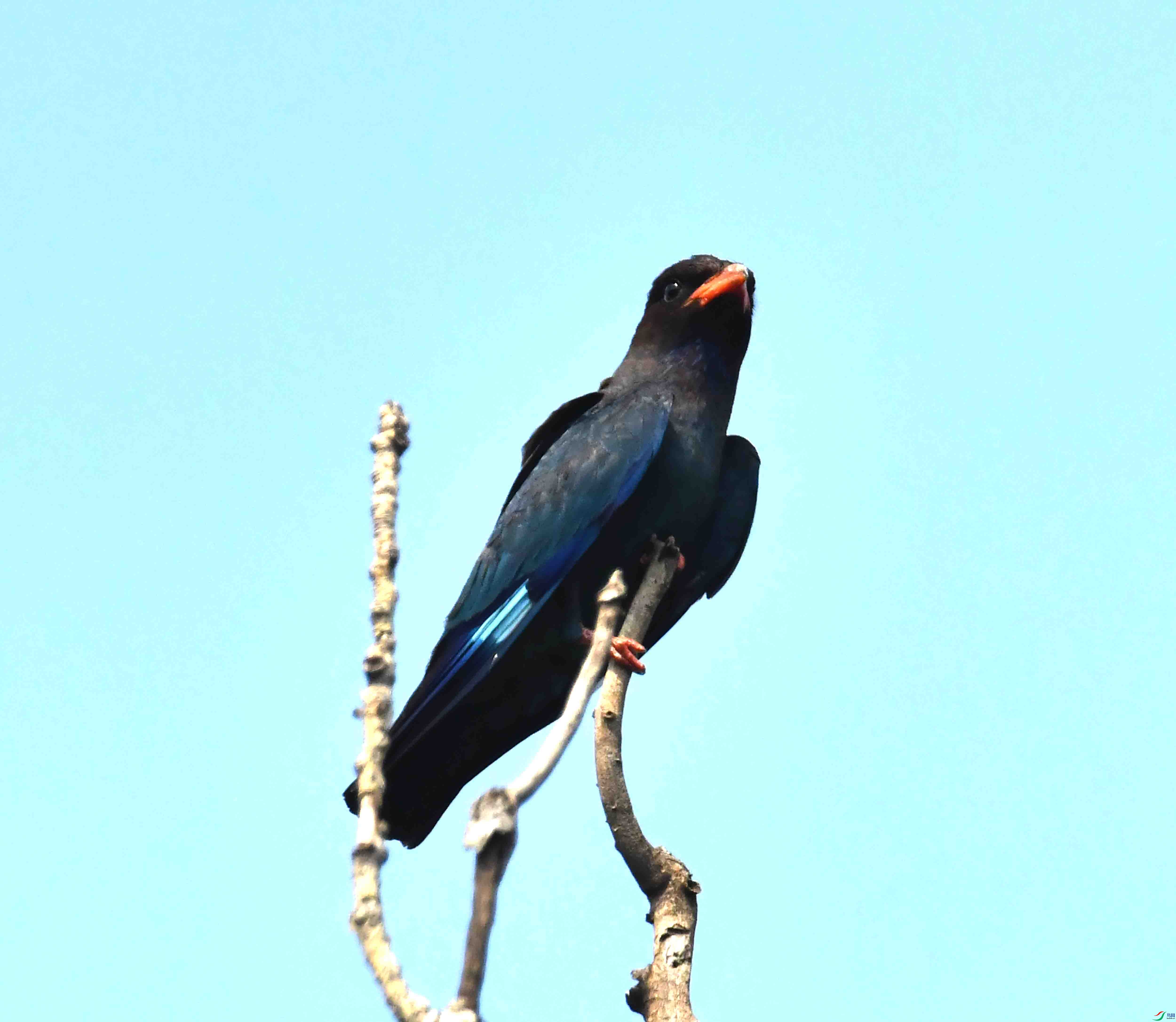 DSC_4118.JPG