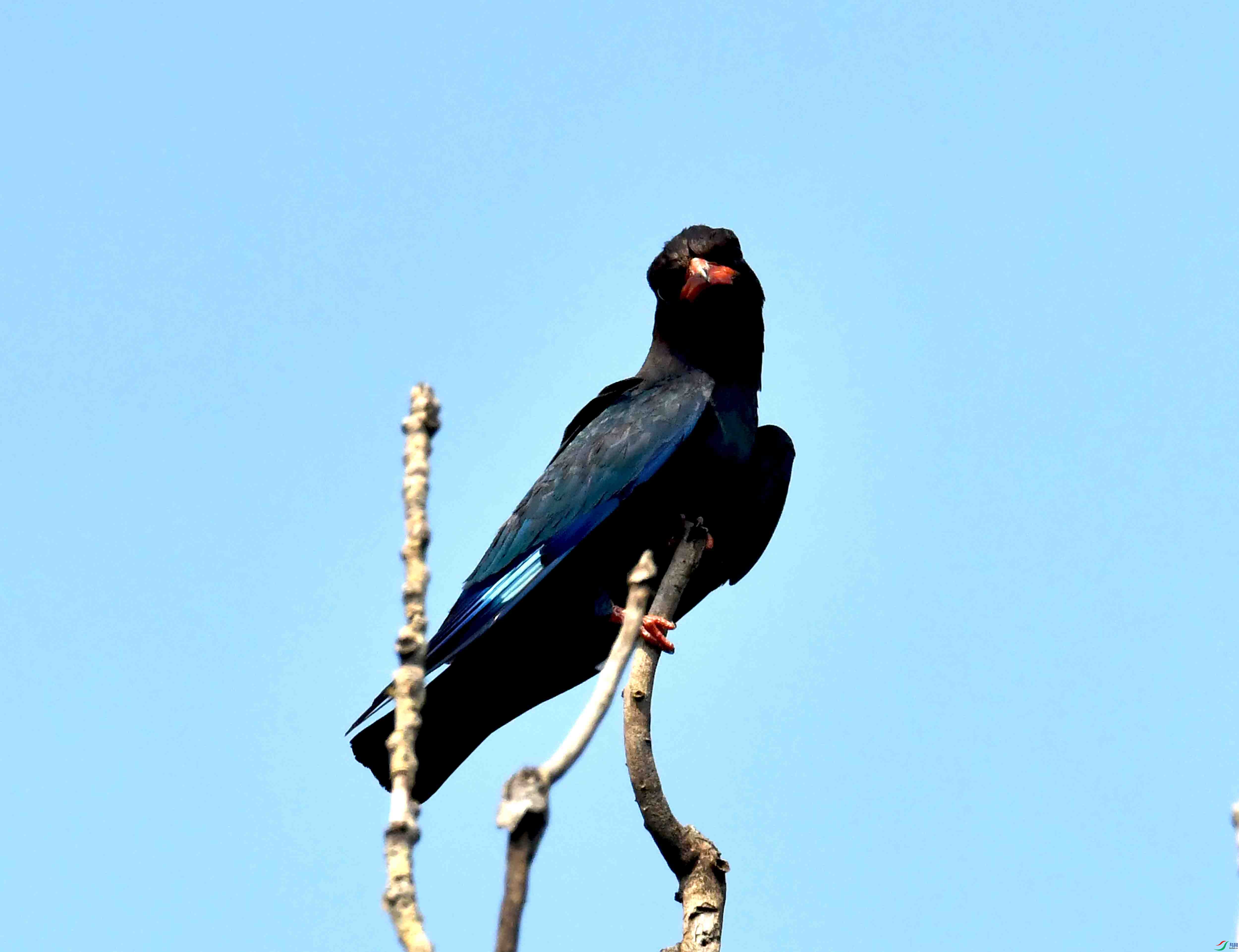 DSC_4117.JPG