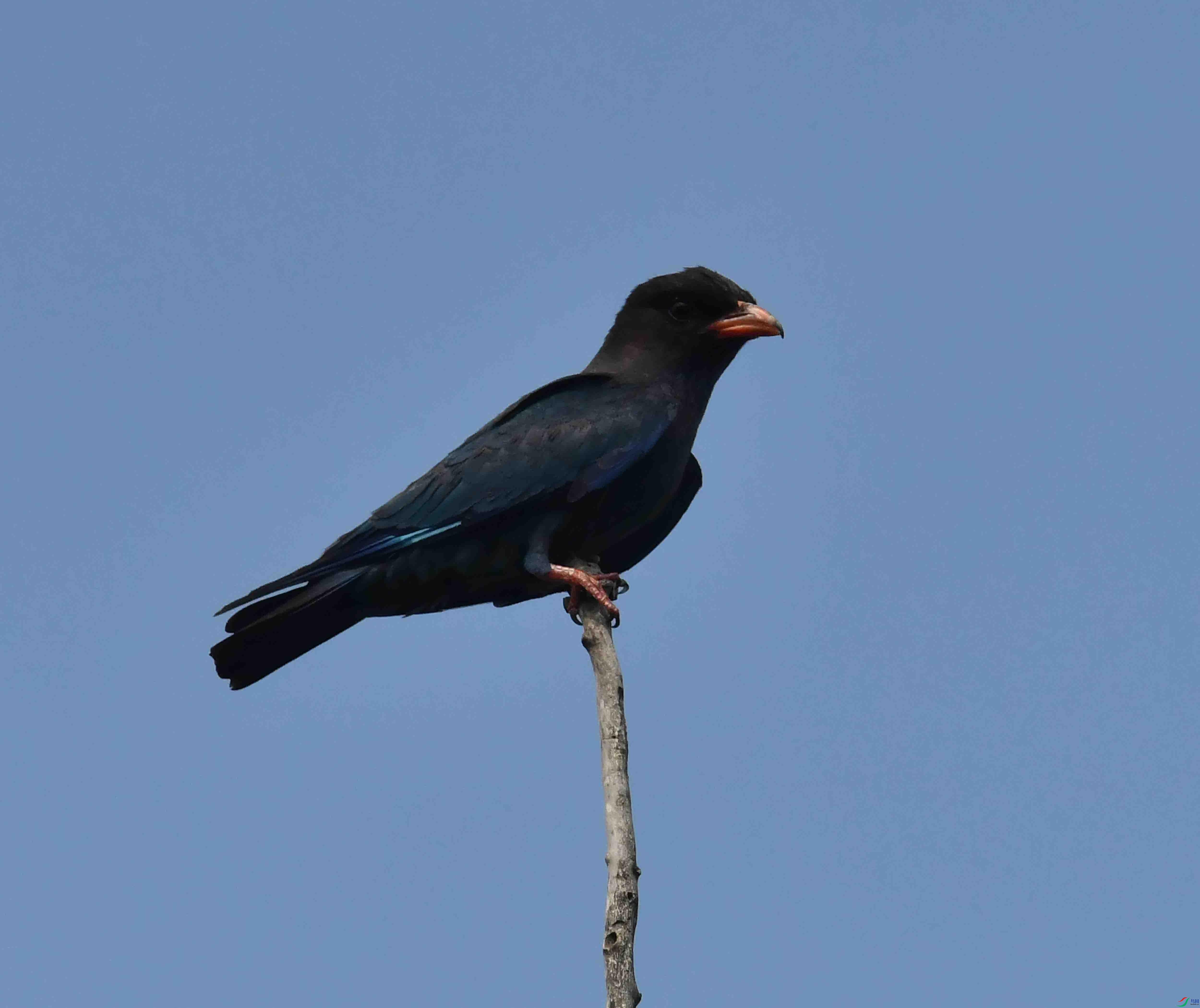 DSC_4144.JPG