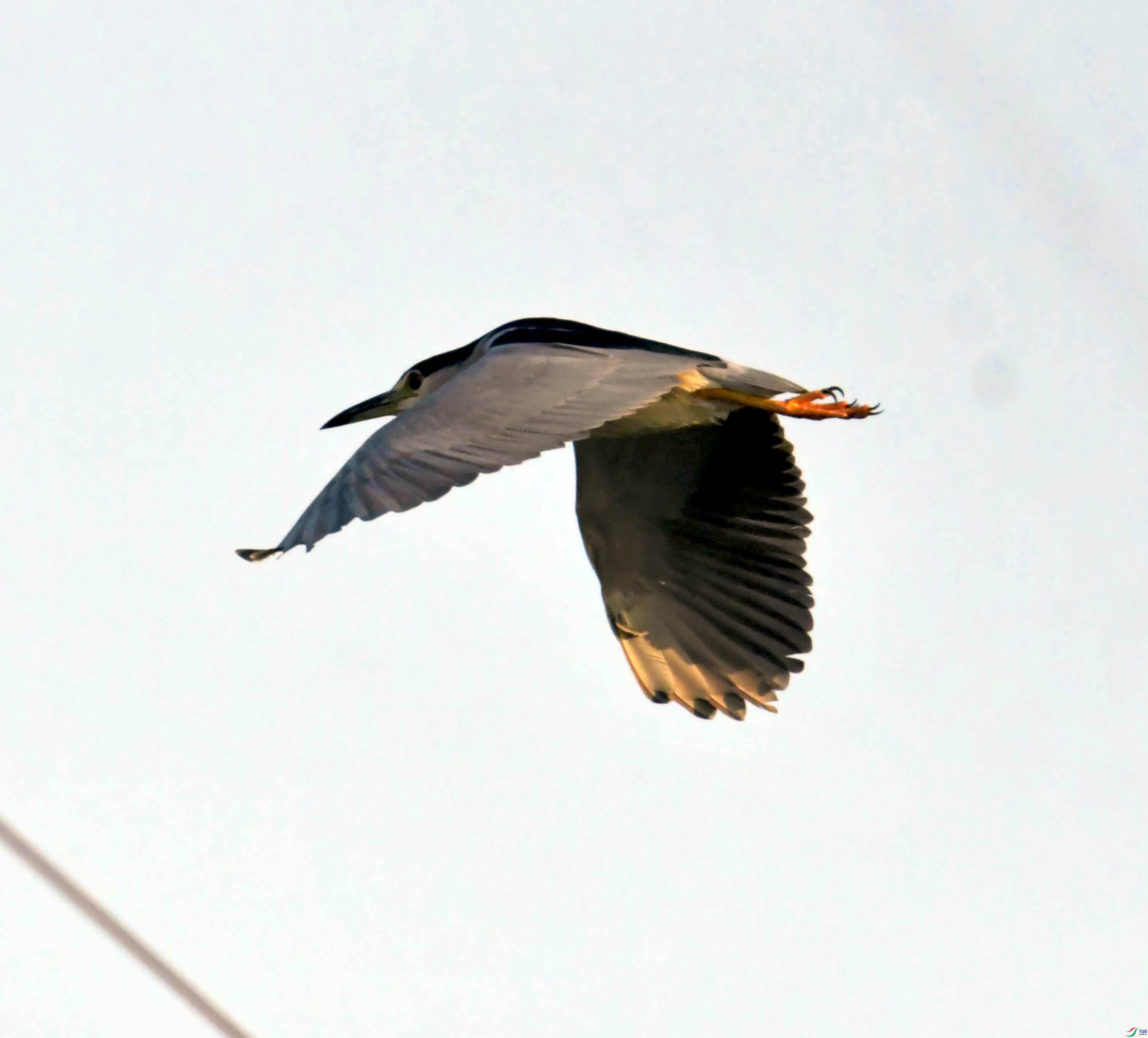 DSC_0696.JPG