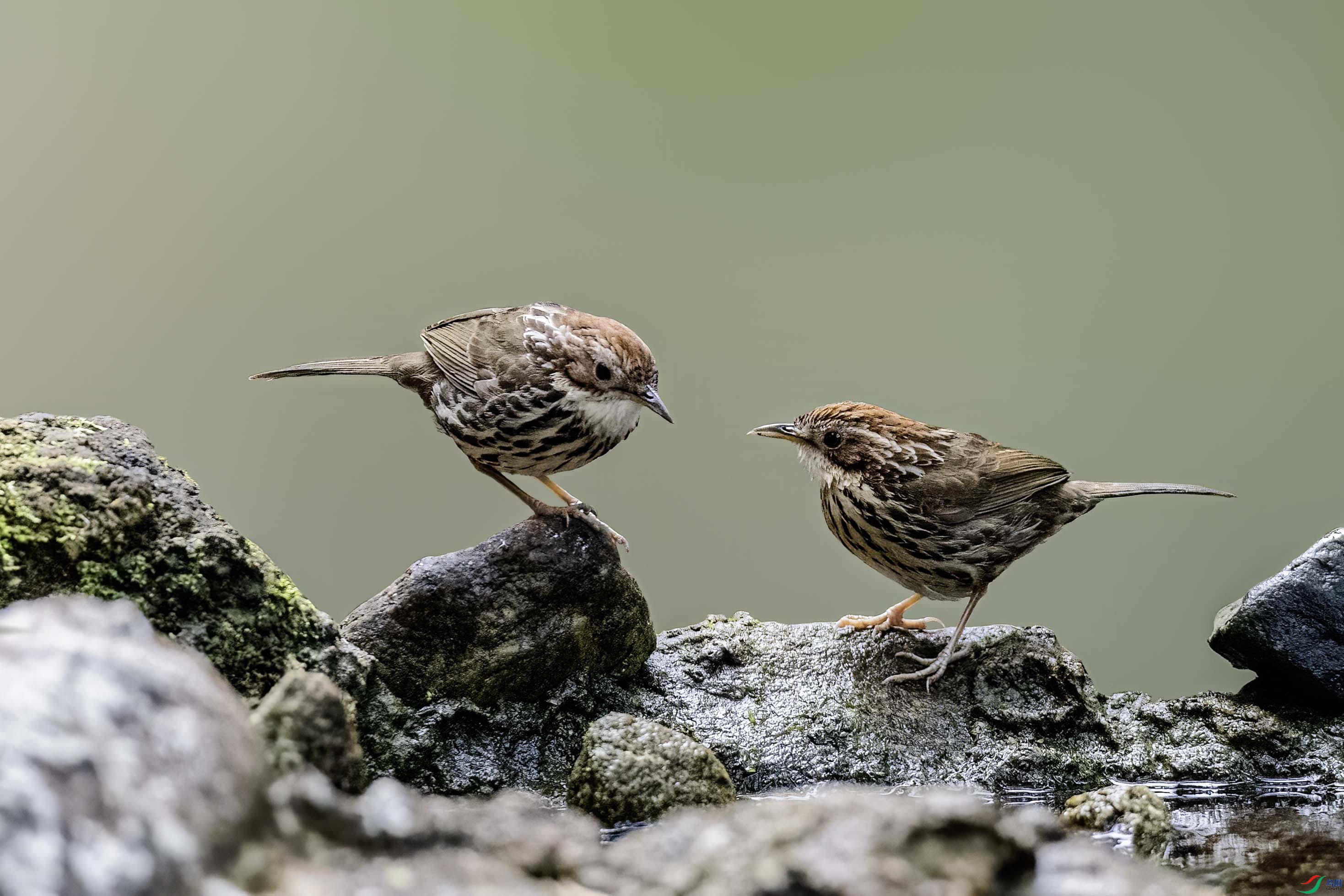 ��ͷ����