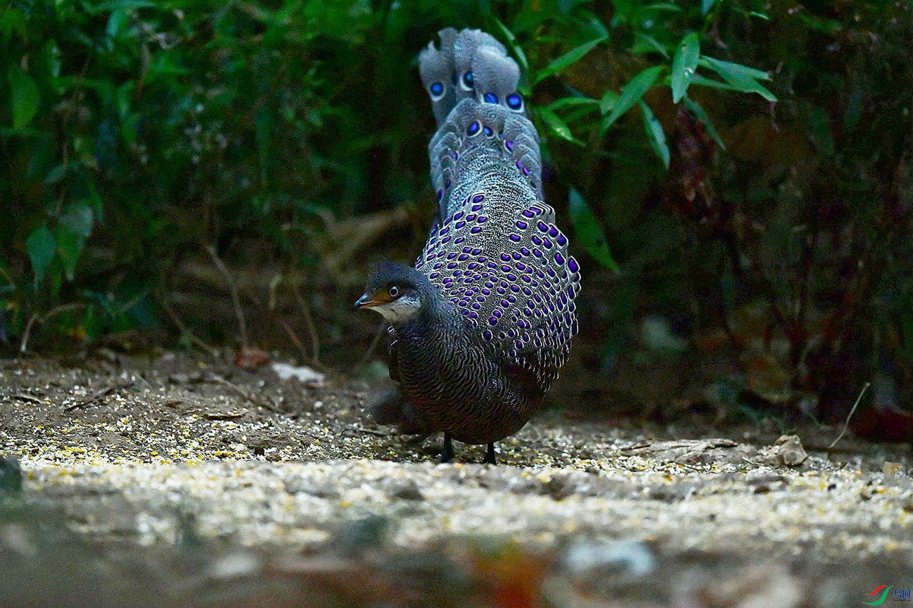 �����ա�