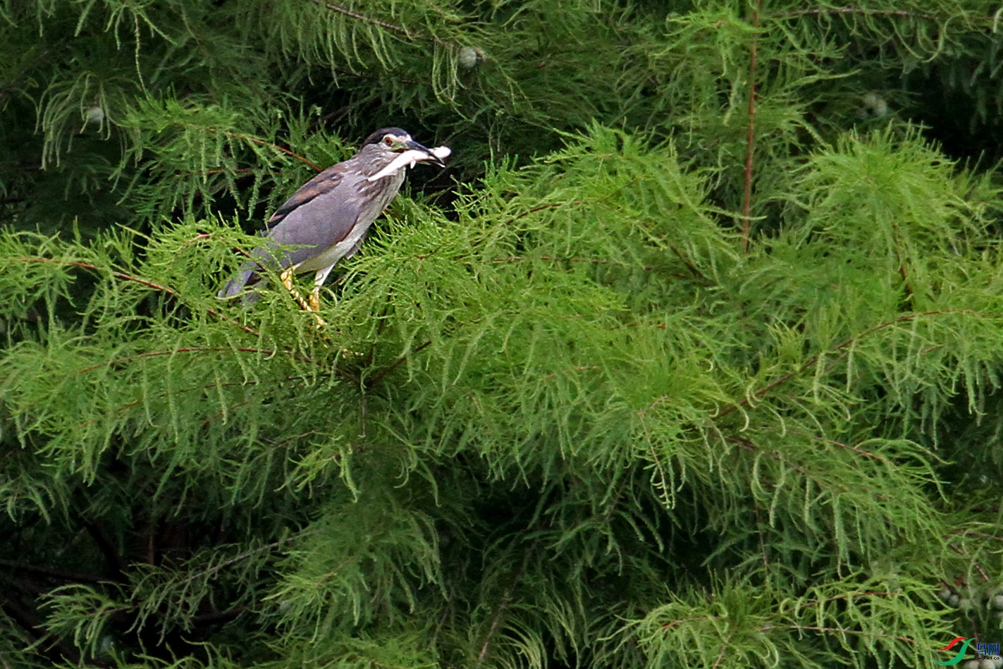 IMG_3079.JPG