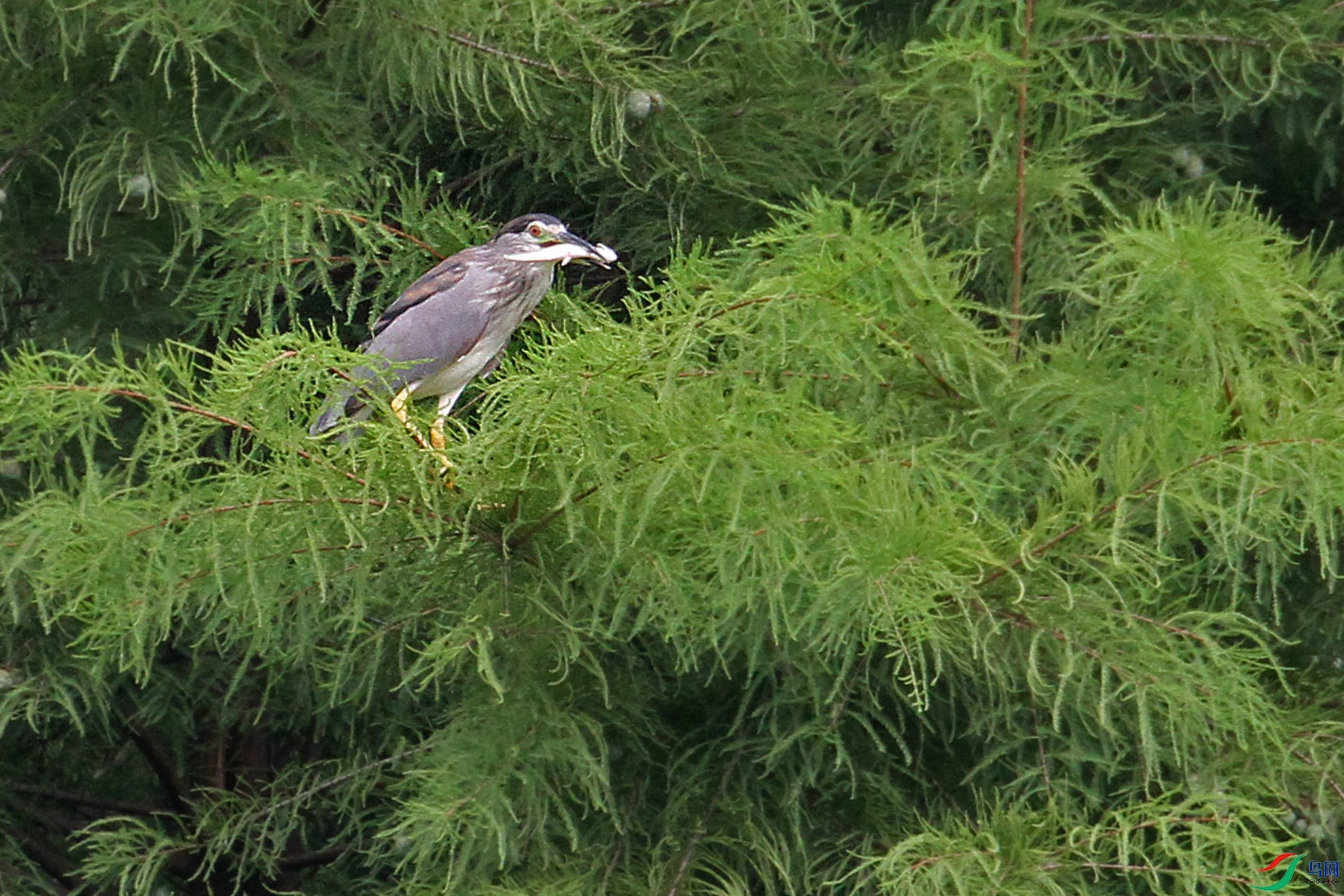 IMG_3084.JPG