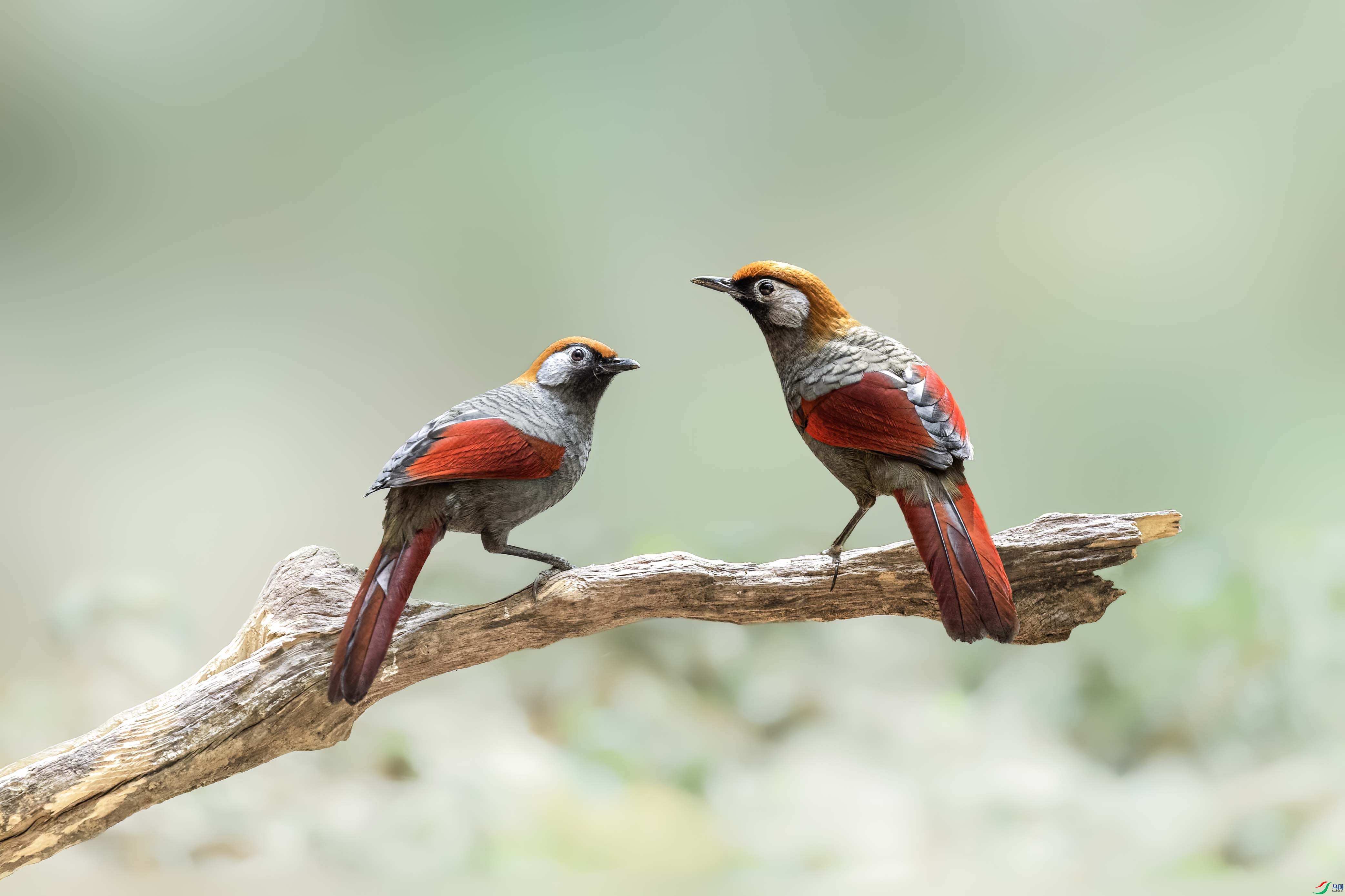 ��β����