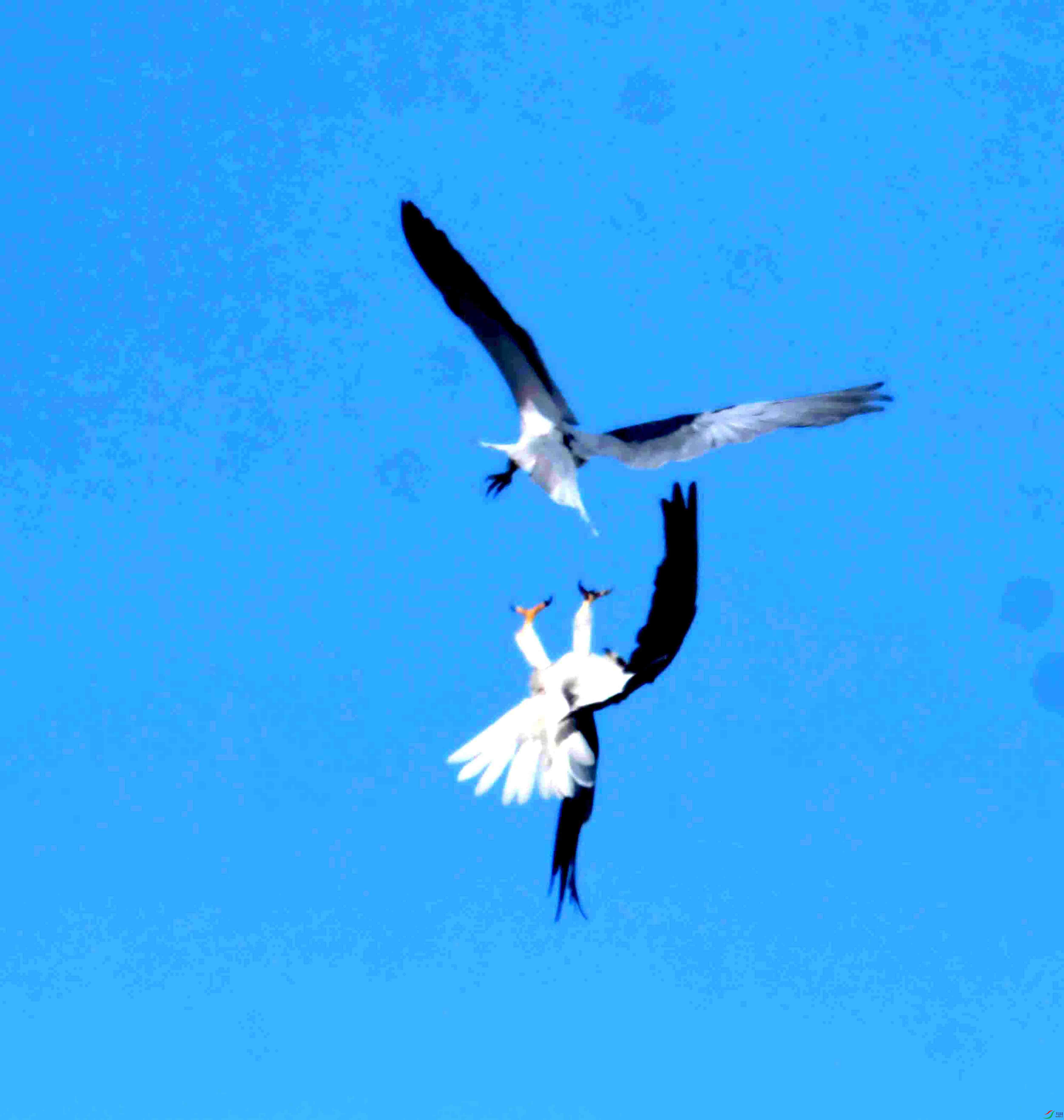 DSC_6867.JPG