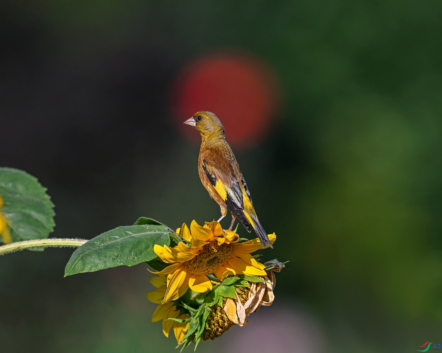 DSC_9728.jpg