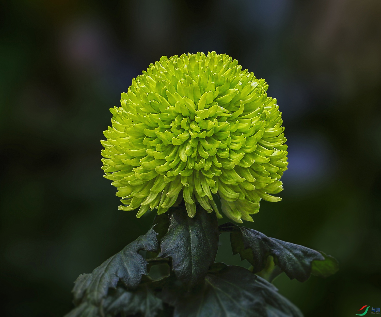 00016558322U9A1090����2000 ������1000k.jpg