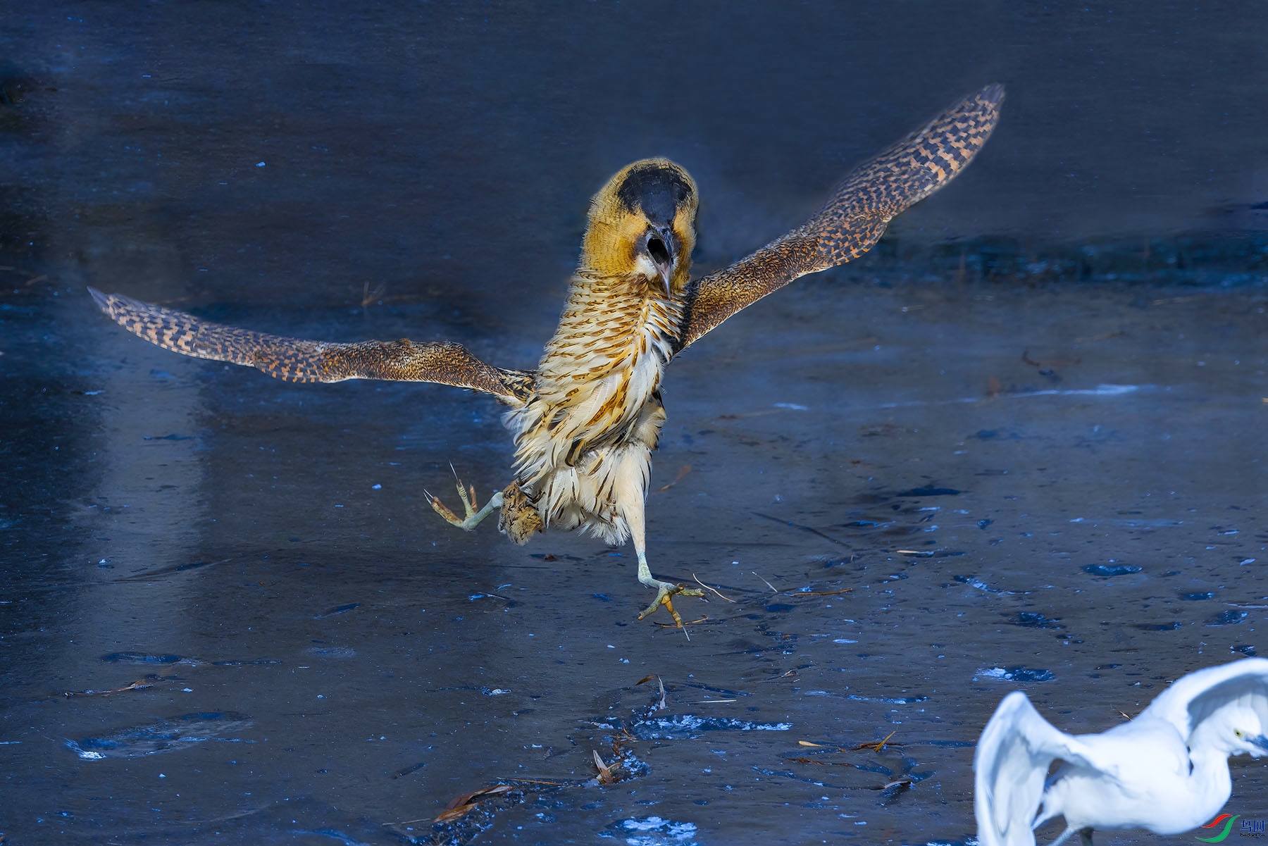 1P8A1197.jpg