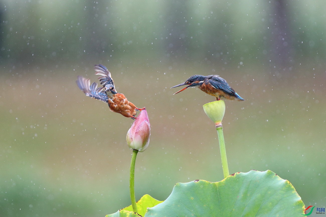 ��������001-CL7I6576 - ���� - ����.JPG