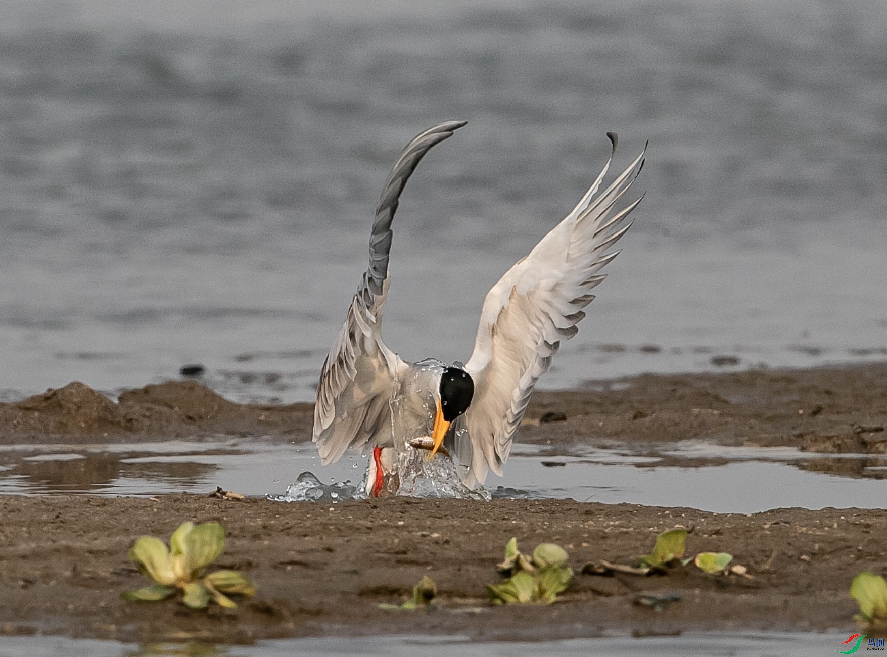 _O7I7151 ����_����.jpg