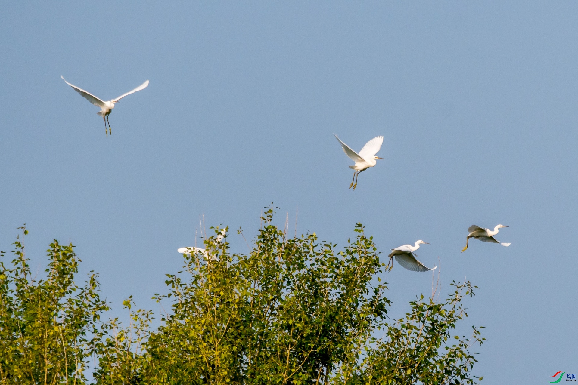 ������֦ͷ