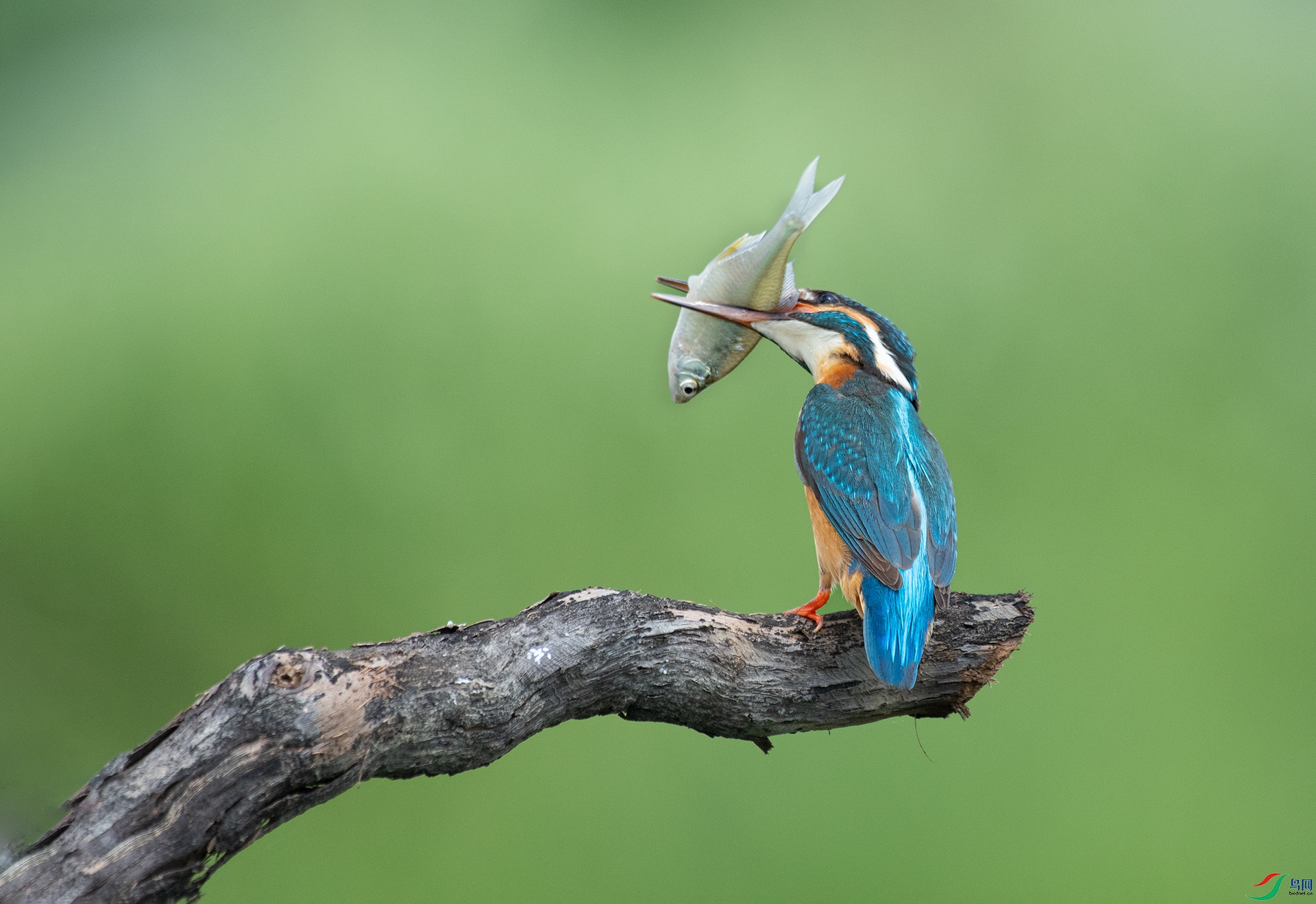 DSC_1052 -1.jpg