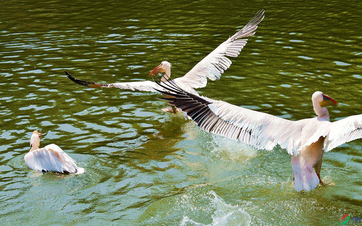 268 (1a)_����.jpg