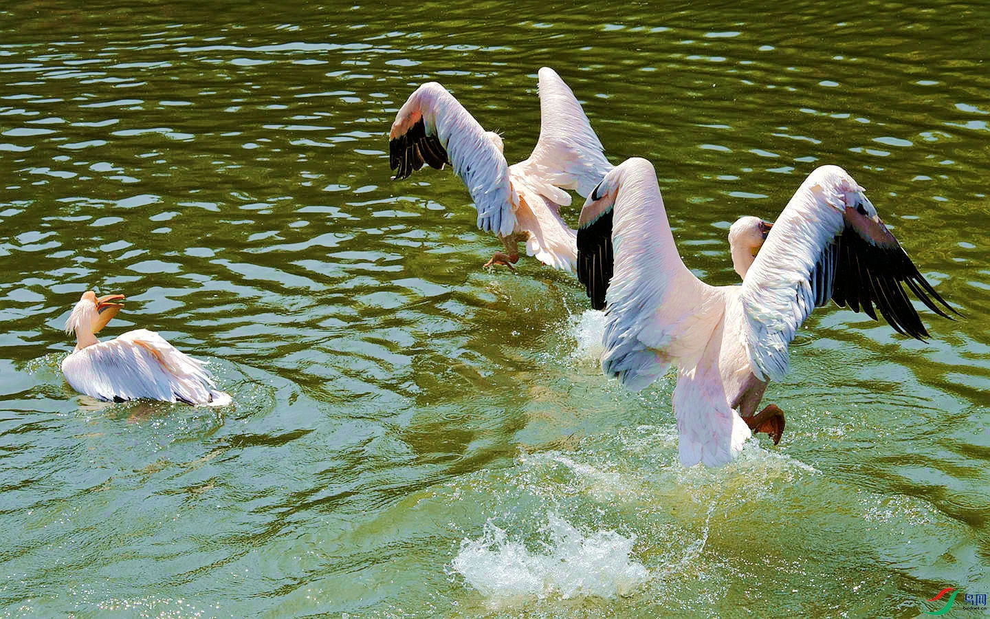 268 (2)_����_����.jpg