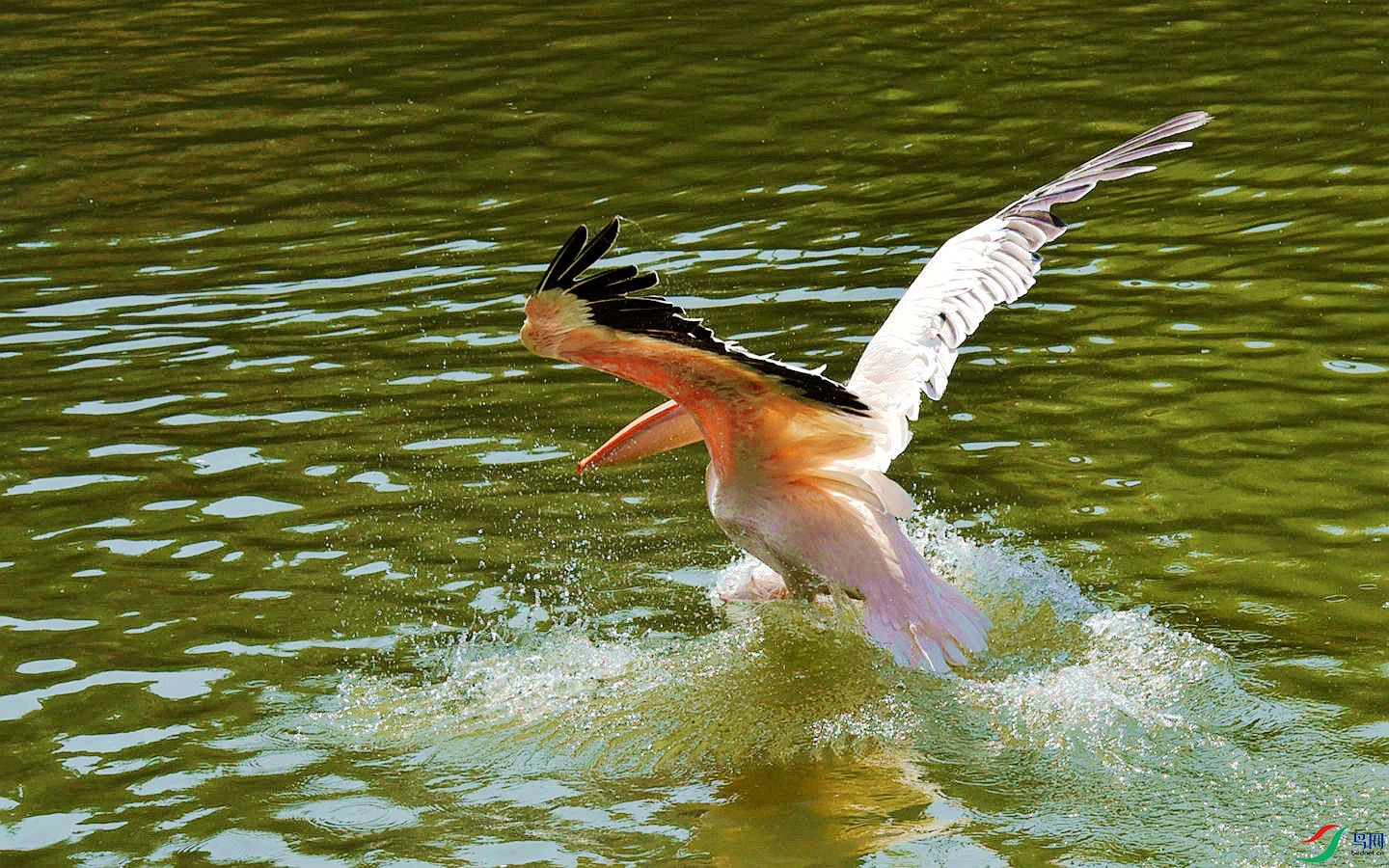 268 (5)_����.jpg