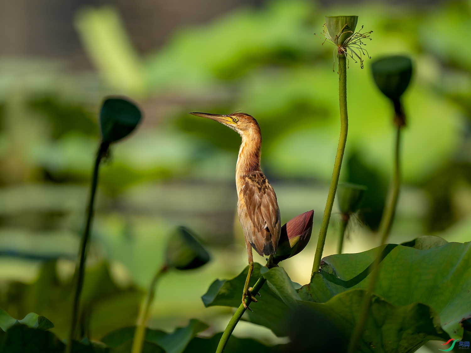 DSC_0877.jpg