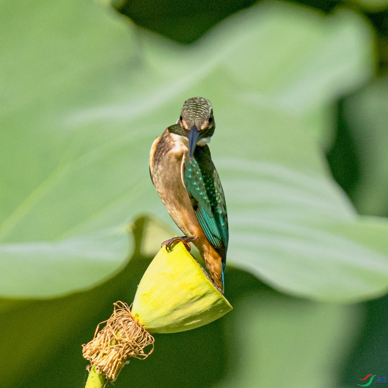 _90I4002 ����.jpg