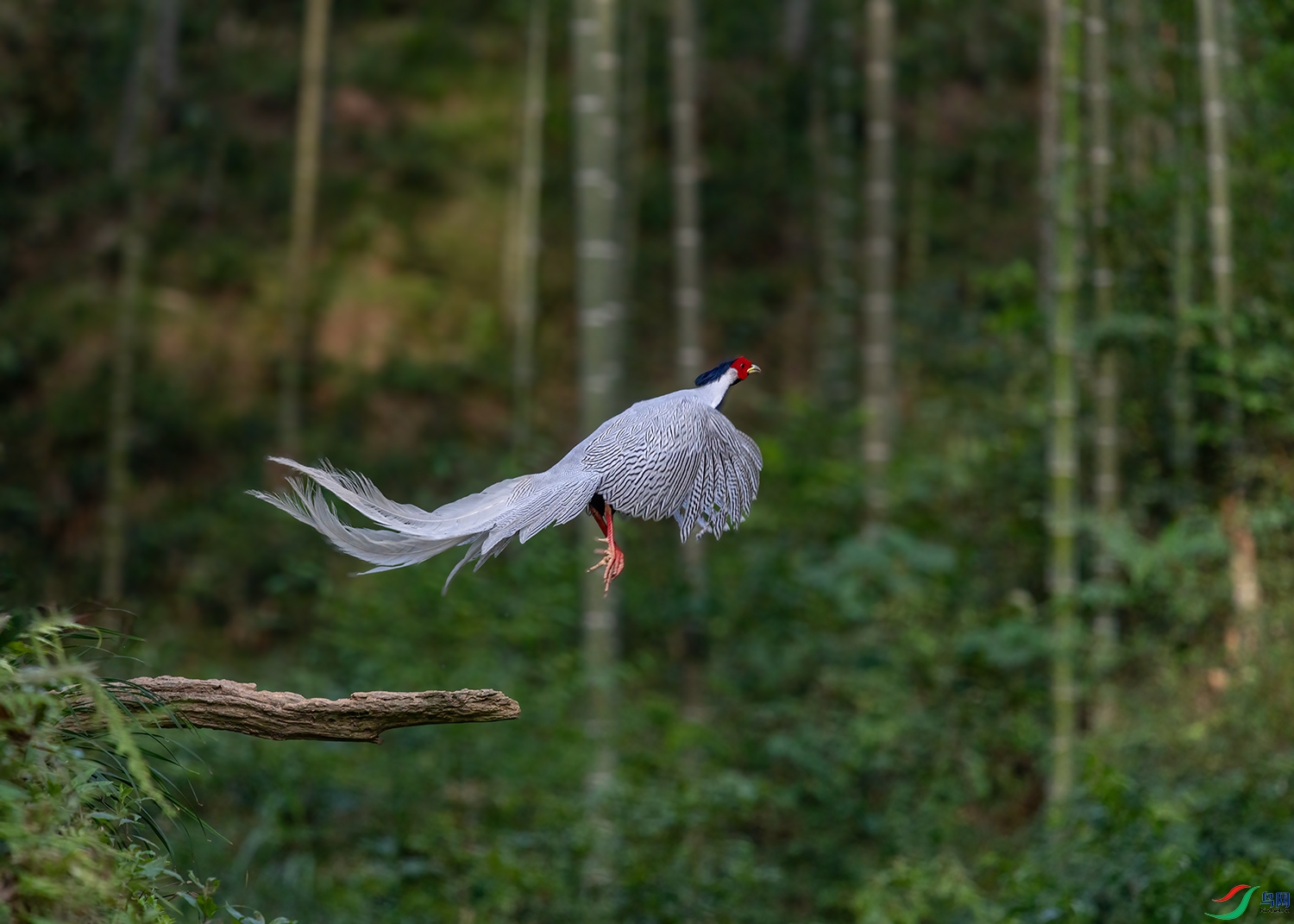 DSC_7418-SR.jpg