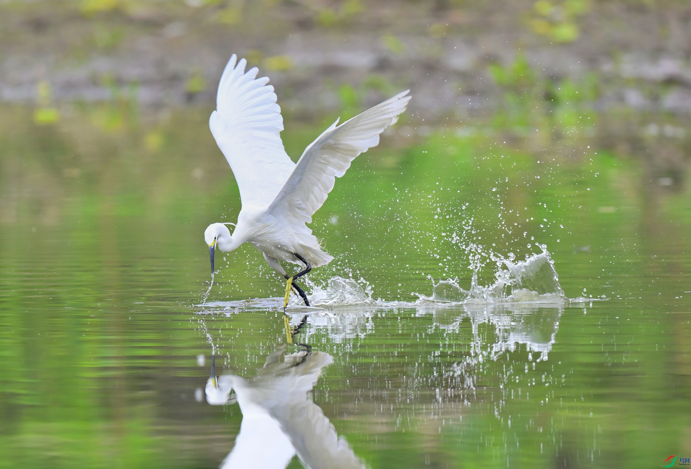 _DSC6830x.jpg