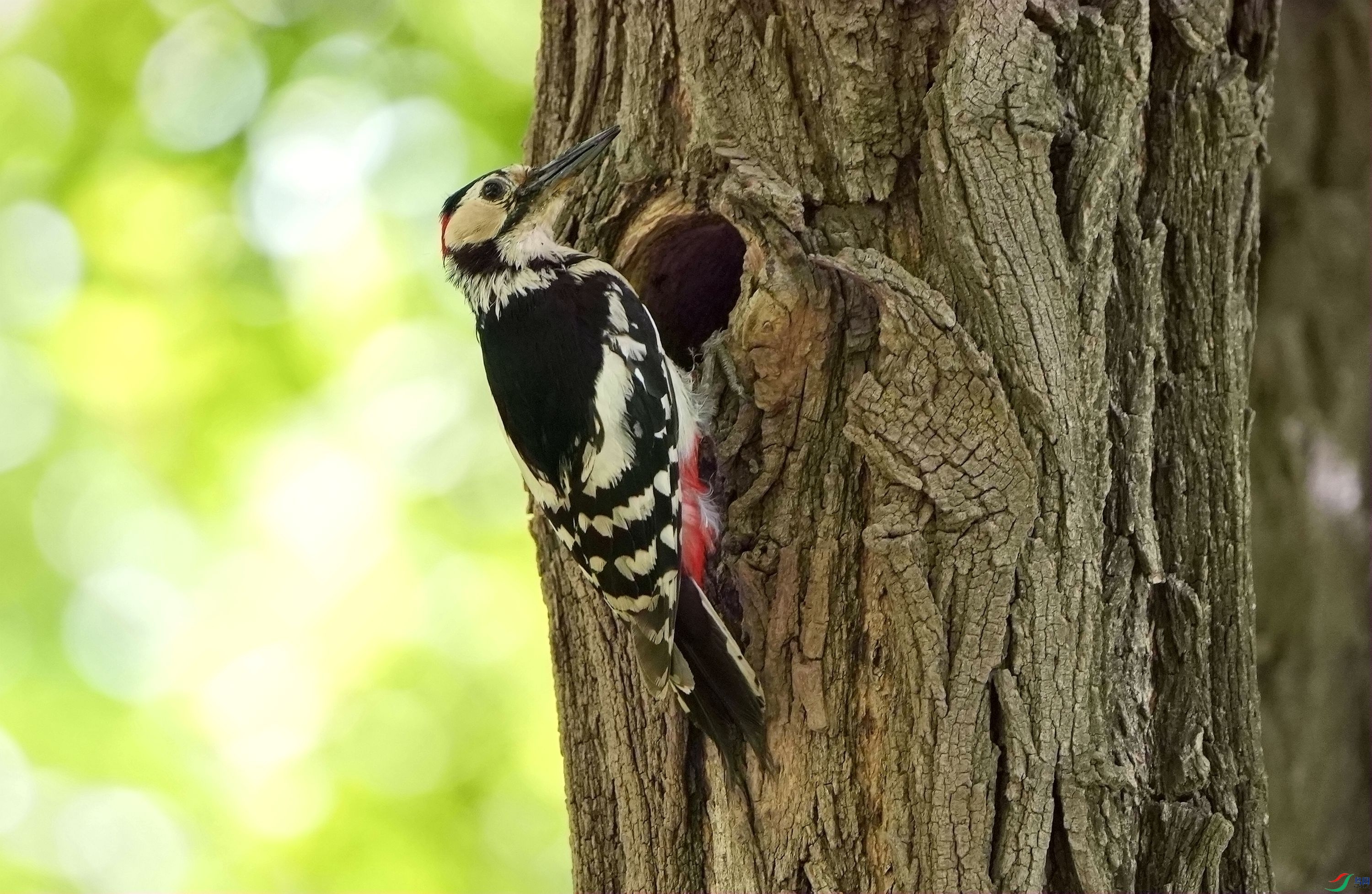 �鳲DSC00793_����.jpg