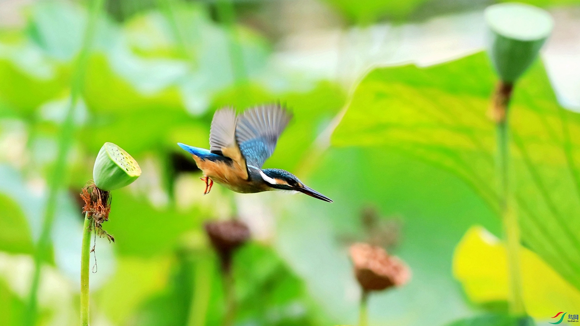 �����ɴ�