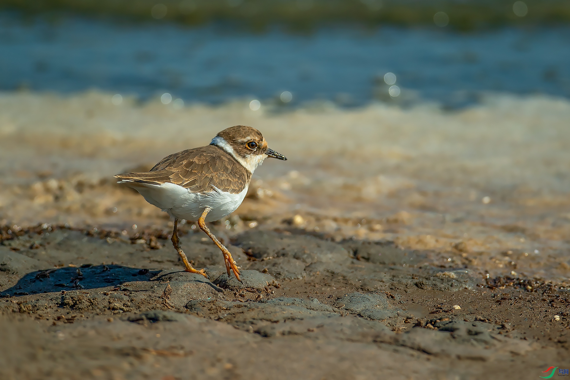 DSC_6529.jpg