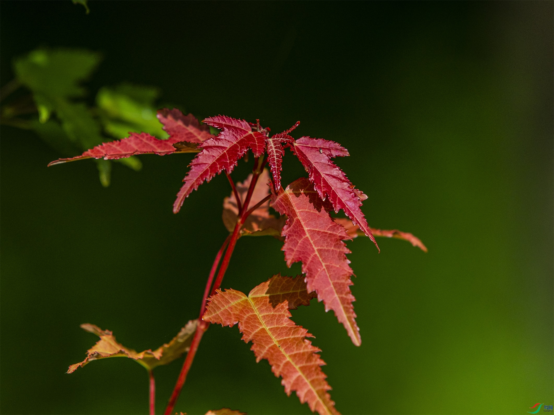 CY4A9466 ����1.jpg