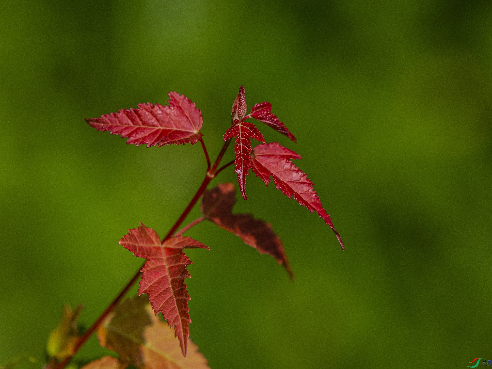 CY4A9463 ����1.jpg