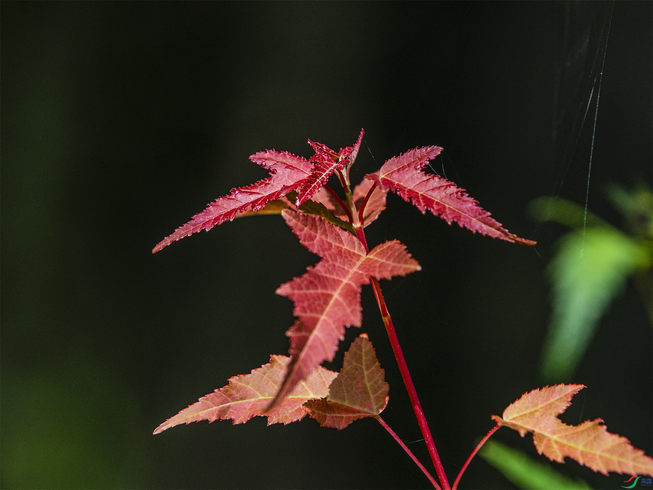 CY4A9467 ����1.jpg