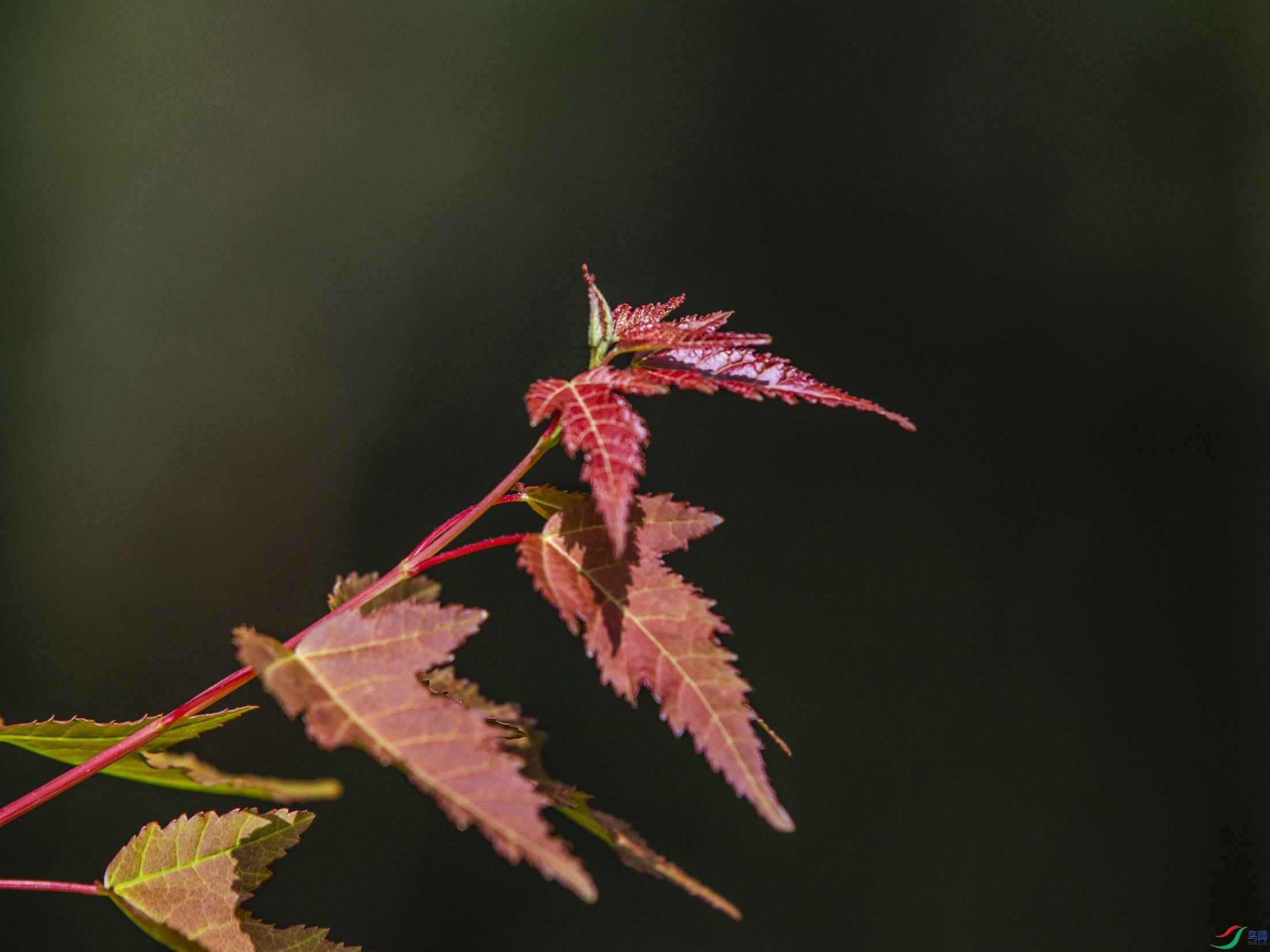 CY4A9468 ����1.jpg