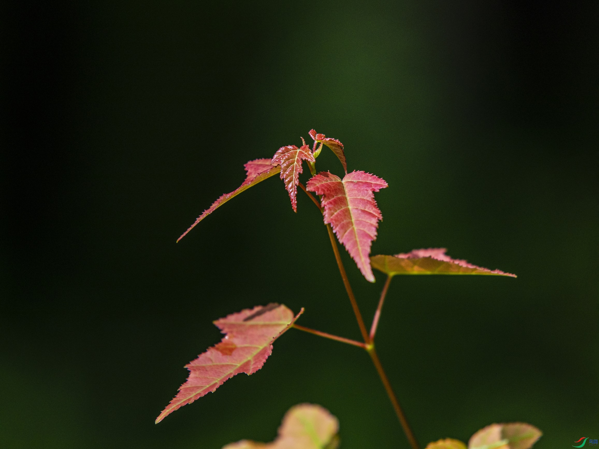 CY4A9469 ����1.jpg