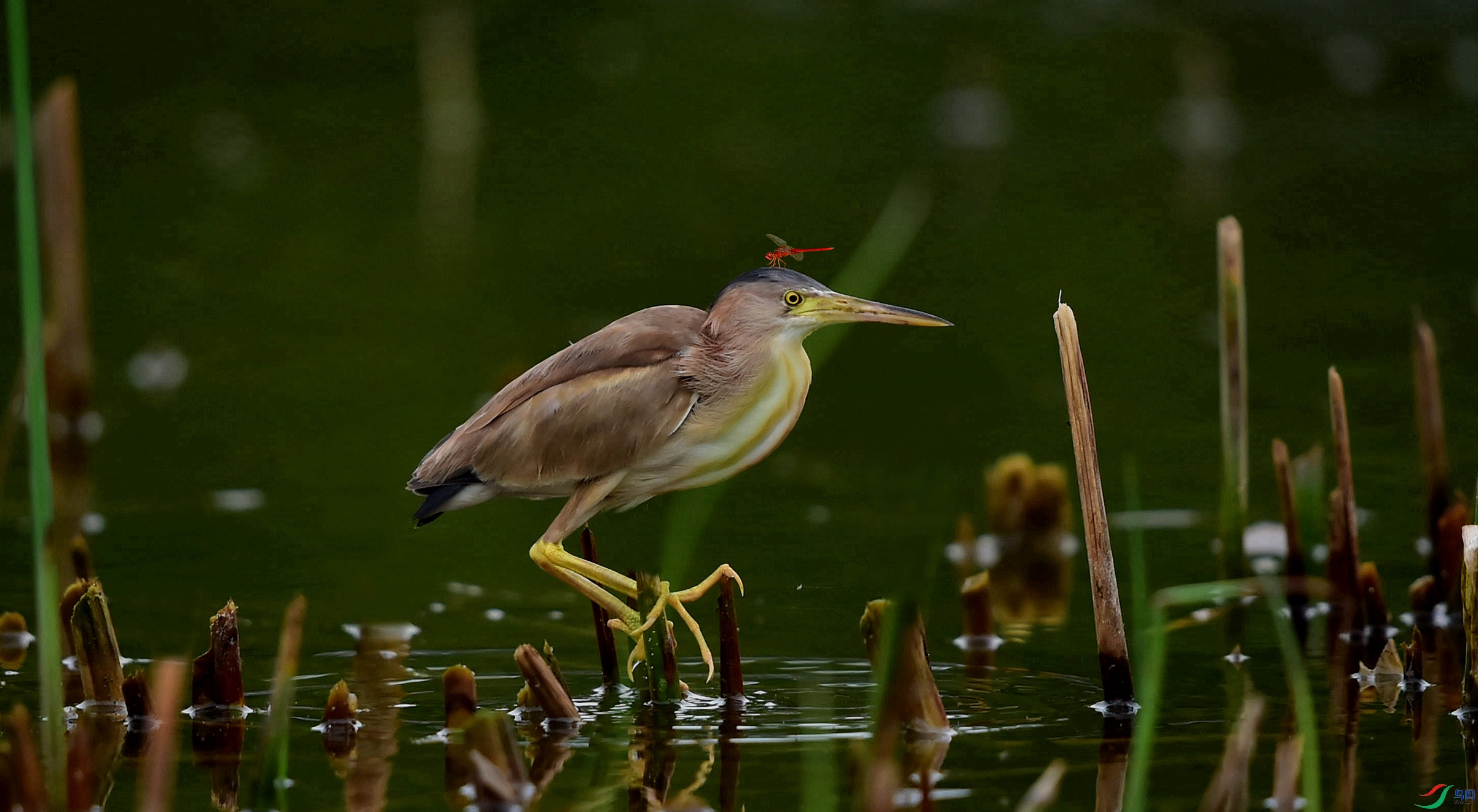 DSC_910801.jpg