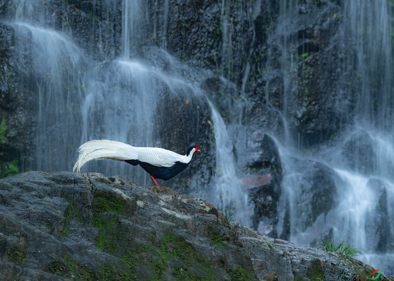DSC_9531-SR.jpg