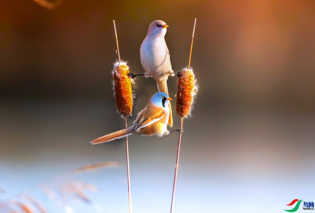 ���ִ�Į���� �Ǹߣ���ҳ������8.6.png