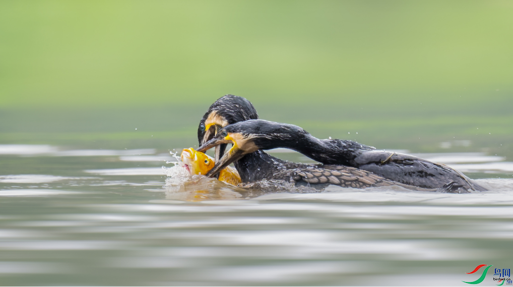 ľ��ˮ�� ��ֻ�ۣ�ÿ�ռ��� ��8.20.png