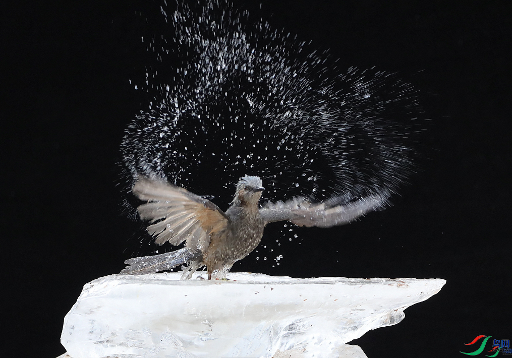 ������Ӱ ˦���裨��ҳ������8.22.png