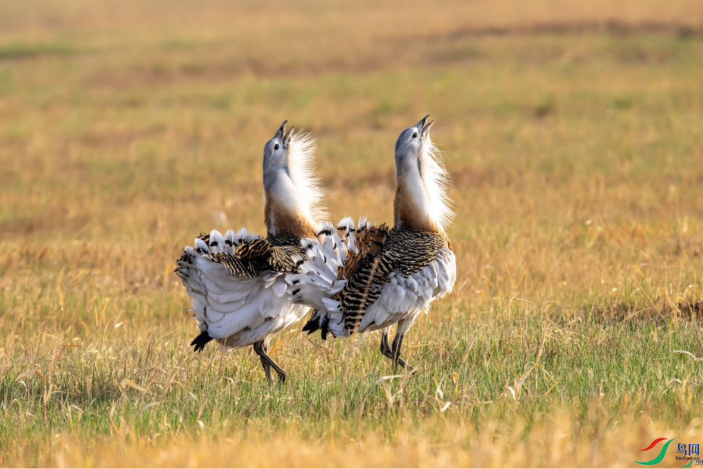 ���ܼδ� ͬ��һ�׸裨��ҳ������8.24.png