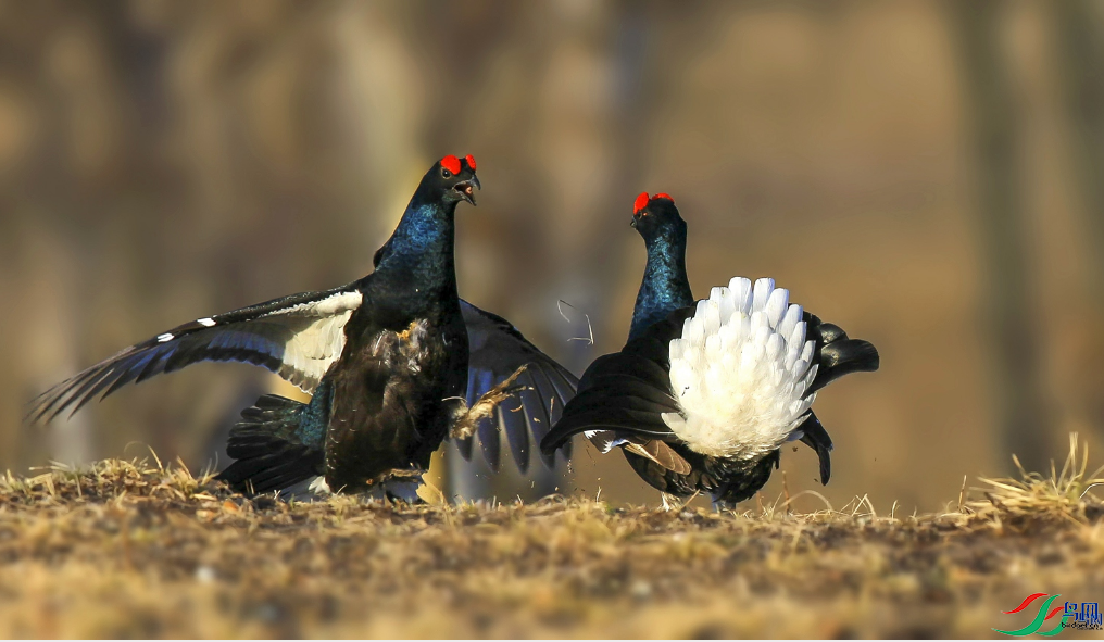 ��Х ������צ ���ŶԷ�����ҳ������8.25.png