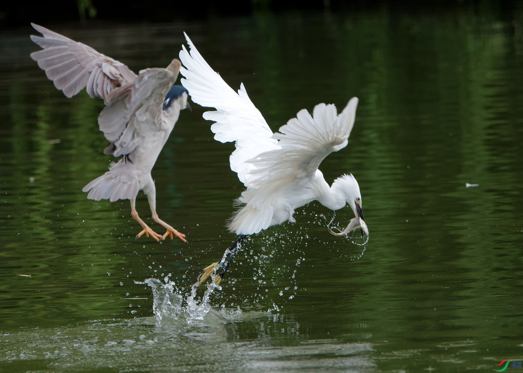 DSC_9110a.jpg