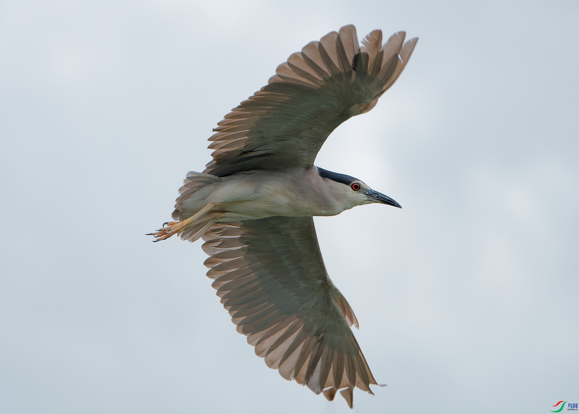 DSC_9480.jpg